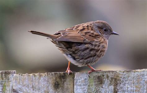 kleiner brauner vogel deutschland|klein oder braun größe.